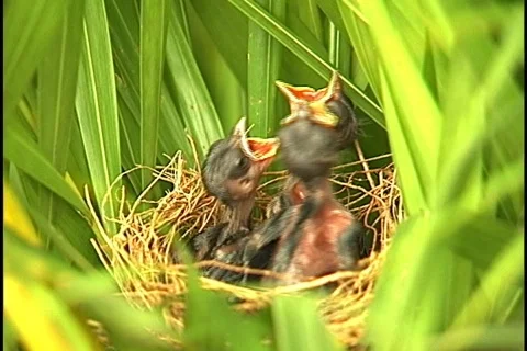 Bird - 0015 Stock Footage 844748