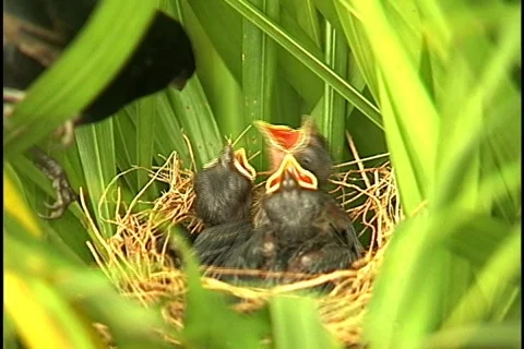 Bird - 0016 Stock Footage 844750