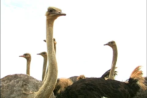 Bird - 0024 库存影片 844760