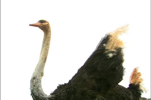 Bird - 0027 Stock Footage 844762