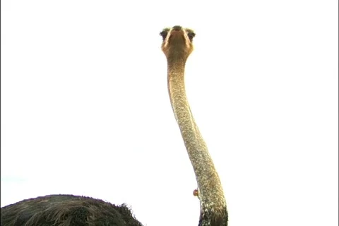 Bird - 0028 Stock Footage 844764