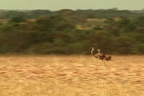 Bird - 0029 库存影片 844766