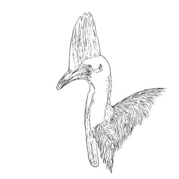 Bird 005 Stock Illustration