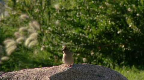 Bird #1 Stock Footage 33309642