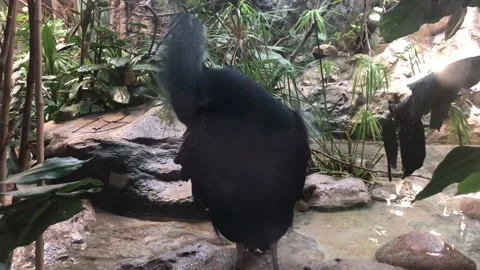 BIRD 1 Stock Footage 135029632