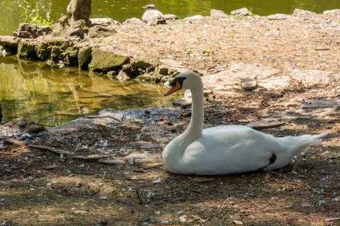 Bird 100 Stock Photos