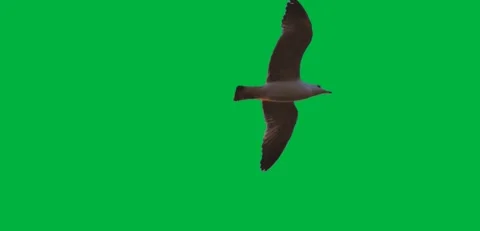 Bird 101 Stock Footage 198652850