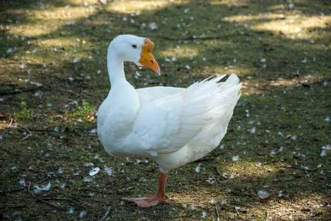 Bird 102 Stock Photos