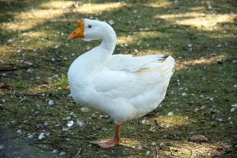 Bird 103 Stock Photos