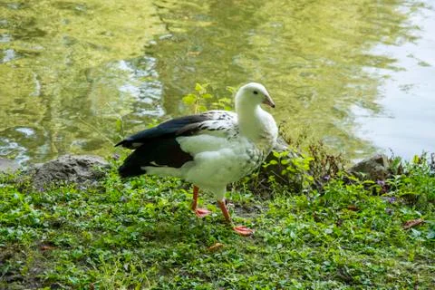Bird 104 Stock Photos