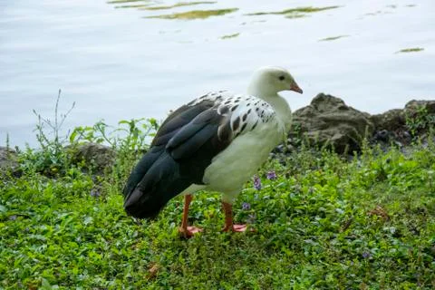 Bird 106 Stock Photos