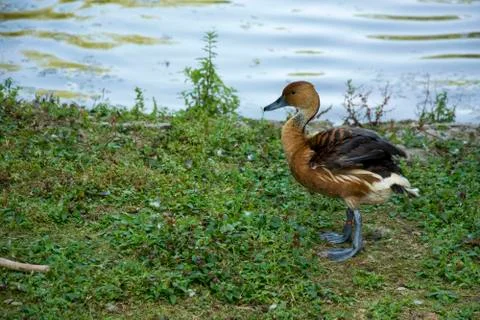 Bird 108 Stock Photos