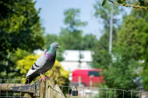 Bird 113 Stock Photos