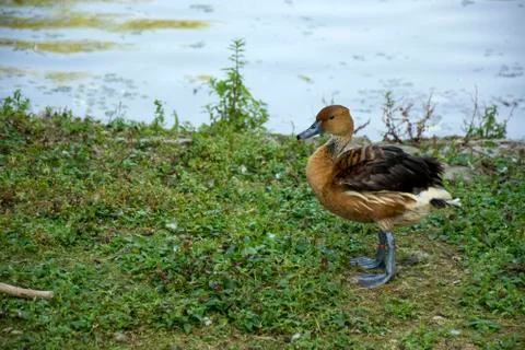 Bird 114 Stock Photos