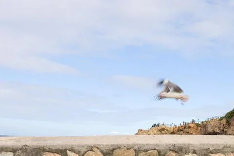 Bird #12 Stock Photos