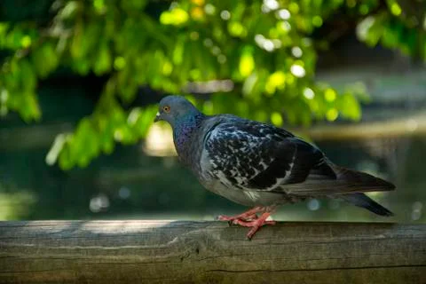 Bird 122 Stock Photos
