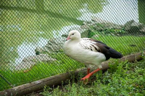 Bird 126 Stock Photos