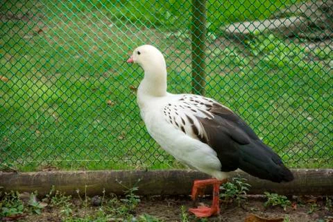 Bird 127 스톡 사진