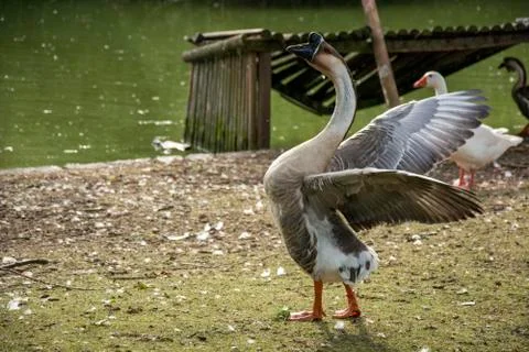 Bird 128 Stock Photos