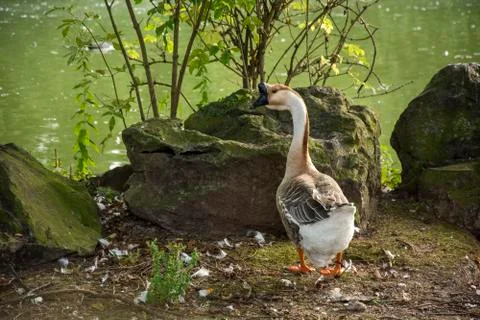 Bird 129 Stock Photos