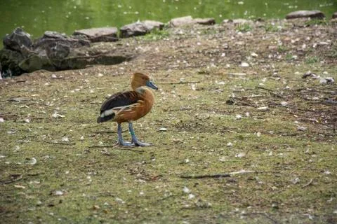 Bird 130 Foto stock