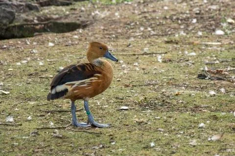 Bird 131 Stock Photos