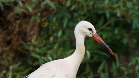 Bird - 137894 库存影片 220775547