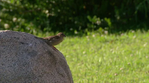 Bird #2 Stockbeeldmateriaal 33309932