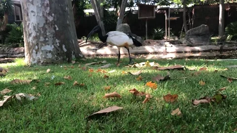 BIRD 2 Stock Footage 135029654