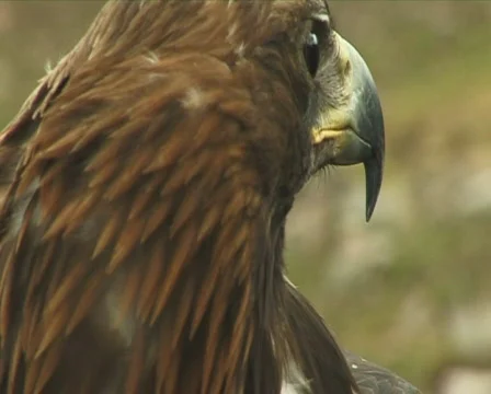 Bird 4 P Stock Footage 358197