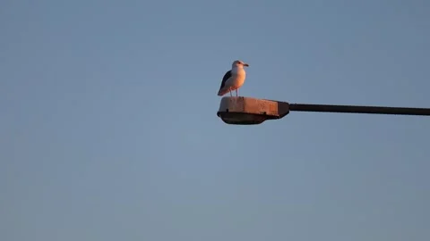 Bird  4K ultra HD Stock-Footage 320188277
