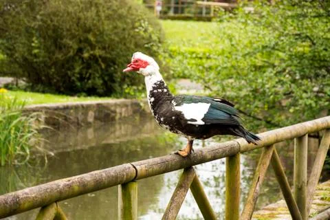 Bird 62 Stock Photos