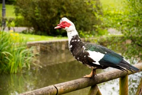 Bird 63 Stock Photos