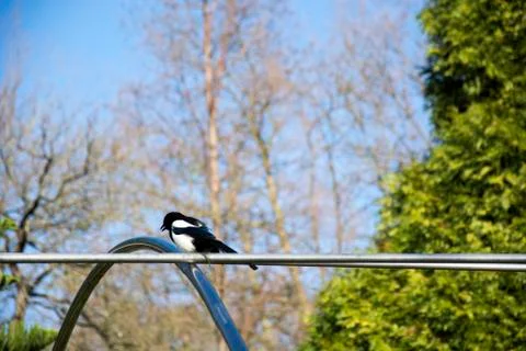 Bird 64 Stock Photos