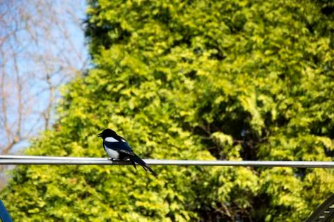 Bird 65 Stock Photos