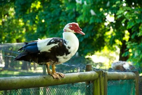 Bird 66 Stock Photos