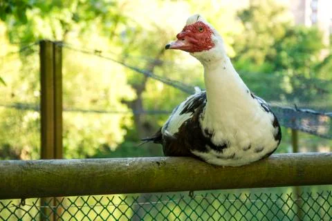 Bird 67 Stock Photos