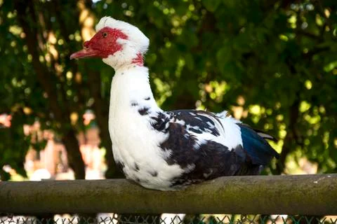 Bird 68 Stock Photos