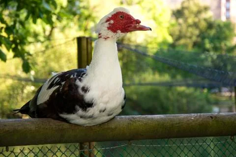 Bird 70 Stock Photos