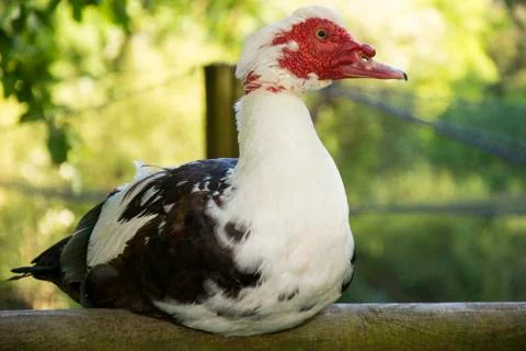 Bird 72 스톡 사진