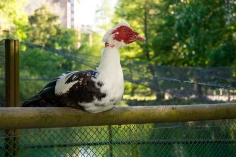 Bird 73 Stock Photos