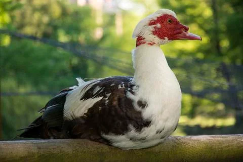 Bird 76 스톡 사진