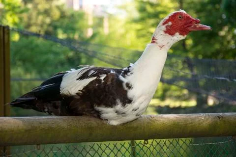 Bird 77 Stock Photos