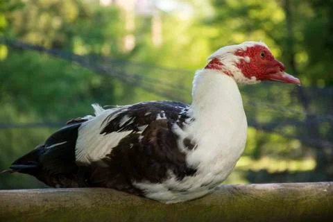 Bird 78 Stock Photos