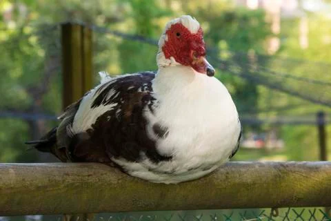 Bird 79 Stock Photos