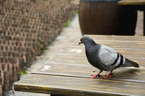 Bird 85 Stock Photos