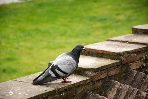 Bird 87 Stock Photos