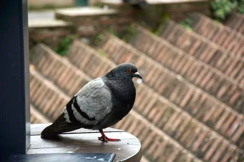 Bird 88 Stock Photos