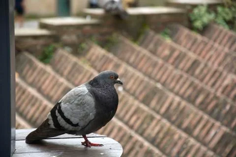 Bird 89 Stock Photos