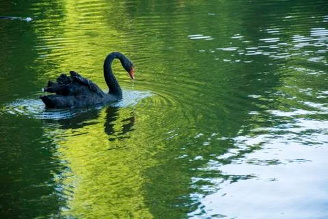 Bird 89 Stock Photos